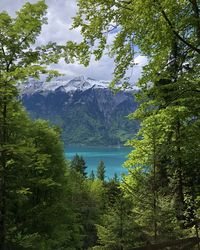 Scenic view of lake amidst trees in forest