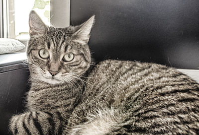 Close-up portrait of a cat resting