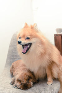 Close-up of dog sitting at home