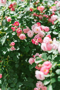 Close-up of pink flowering plants