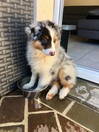 Portrait of dog sitting outdoors