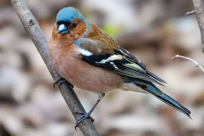 Close-up of bird perching on branch