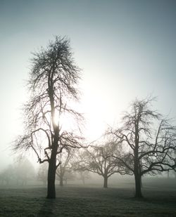 Bare tree on field against sky