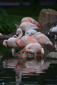 Swans on lake