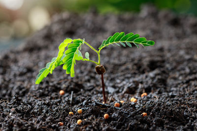 Close-up of small plant growing on field