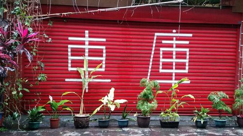 Red flowers on brick wall