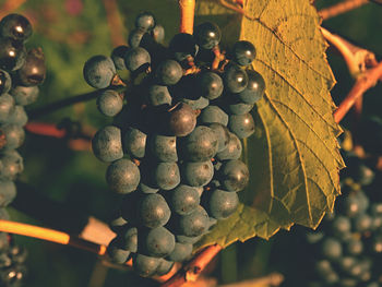 Close-up of grapes growing on tree