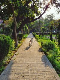 Rear view of dog on footpath in park