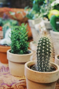 Close-up of cactus plant