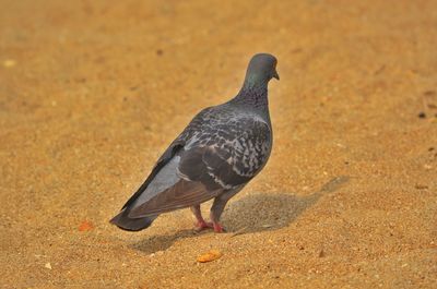 Close-up of pigeon on sand