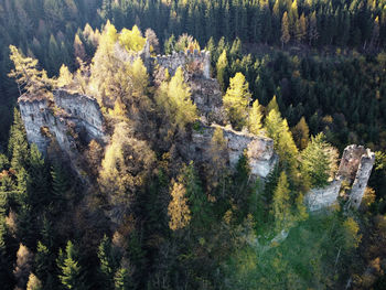 High angle view of pine trees in forest