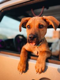 Adventurous dog sitting in a jeep