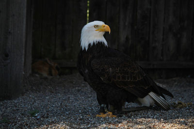 Bird perching on a rock