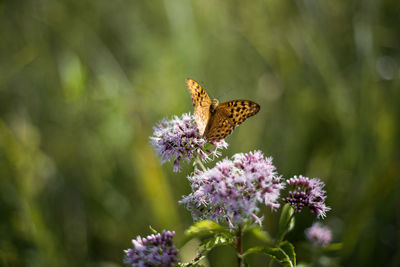 Close-up of butterfly pollinating on purple flower