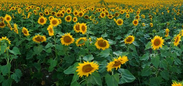 Sunflowers in field