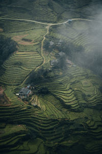 High angle view of rice paddy