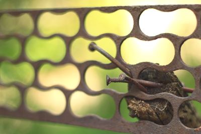 Close-up of lizard on metal