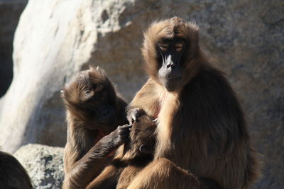 Monkeys in zoo