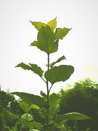 Close-up of green leaves against clear sky