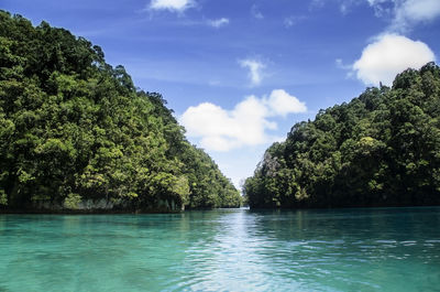 Scenic view of trees against sky