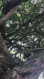 Low angle view of trees in forest