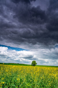 Scenic view of oilseed rape field against cloudy sky