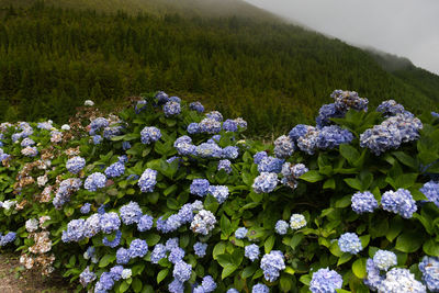 Close-up of white flowering plants on field