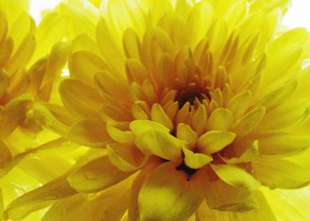 Extreme close up of yellow flower