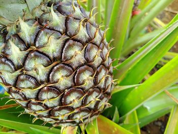 Close-up of plant growing on field