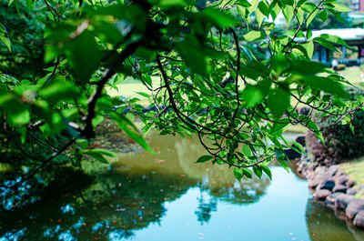 Close-up of plants by lake