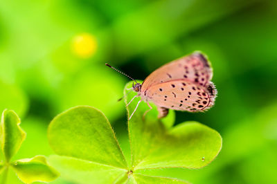 Close-up of butterfly on leaf