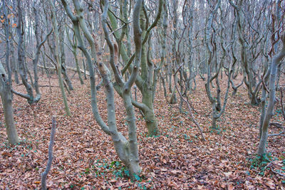 Bare trees in forest during autumn