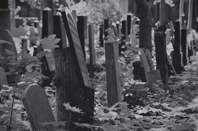 Close-up of cemetery