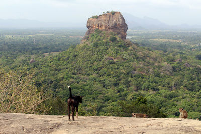 View of a horse on landscape