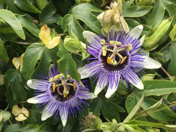 Close-up of purple flower in bloom