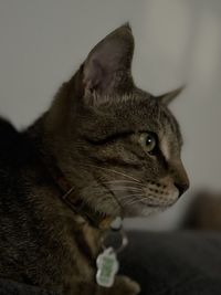 pet