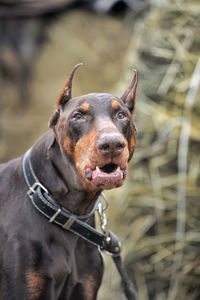 Close-up of a dog