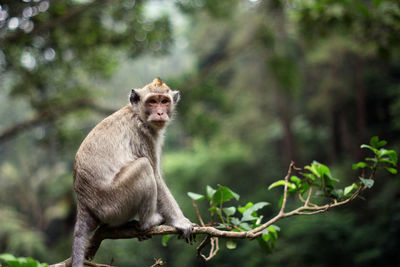 Monkey sitting on tree