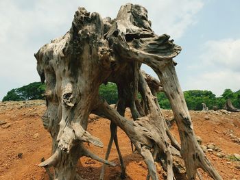 Driftwood on tree trunk against sky