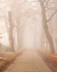 Dirt road amidst trees during foggy weather