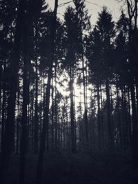 Silhouette trees in forest against sky