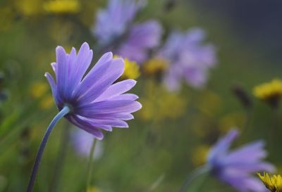 Close-up of purple flowering plant