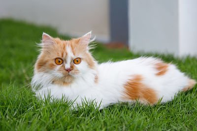 Portrait of a cat on grass