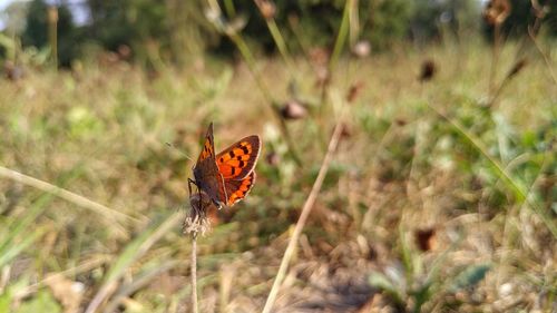 Butterfly on flower