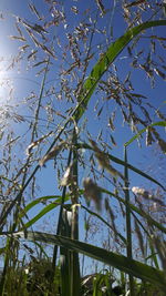 Low angle view of building against blue sky