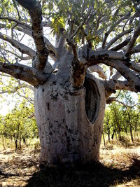 Baobab tree growing on field in forest