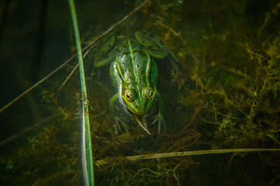 A beautiful common green water frog enjoying sunbathing in a natural habitat at the forest pond. 