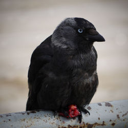 Close-up of jackdaw with prey on pipe