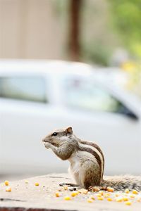 Close-up of squirrel