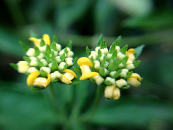 Close-up of flower bud